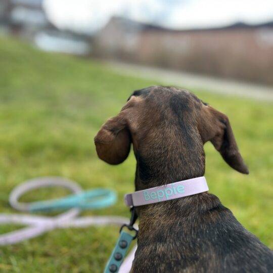 Bouw je eigen halsband met gespsluiting