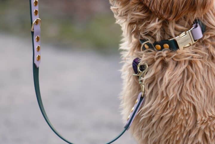 2 kleurige halsband met klik- of gespsluiting