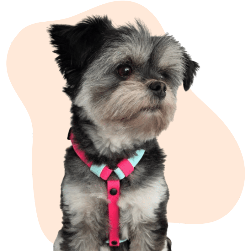 Ted's Nook hond